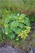 07282010B_Runavik_29