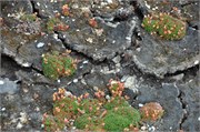 08062010A_NyAlesund_140