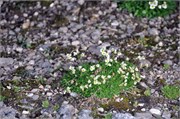 08062010A_NyAlesund_142
