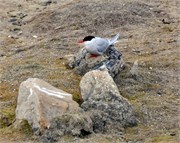 08062010A_NyAlesund_83