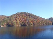 9546_Leaves