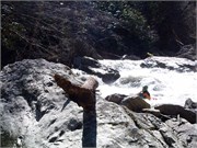 03022011_Doe_Gorge_Hugh_54