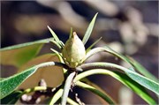 03122011A_JonesGap_CaesarsHead_119