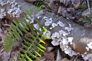03122011A_JonesGap_CaesarsHead_143