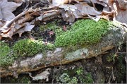 03122011A_JonesGap_CaesarsHead_149