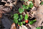 03122011A_JonesGap_CaesarsHead_152