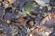 03122011A_JonesGap_CaesarsHead_159