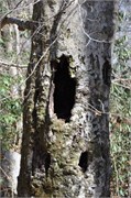 03122011A_JonesGap_CaesarsHead_161