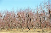 03122011A_JonesGap_CaesarsHead_5