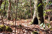 03122011A_JonesGap_CaesarsHead_53