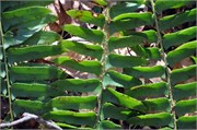 03122011A_JonesGap_CaesarsHead_76