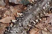 03122011A_JonesGap_CaesarsHead_78
