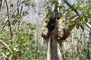 03122011A_JonesGap_CaesarsHead_81