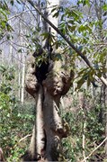 03122011A_JonesGap_CaesarsHead_82