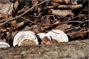 03122011A_JonesGap_CaesarsHead_88