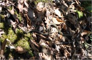03122011B_JonesGap_CeasarsHead_108