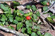 03122011B_JonesGap_CeasarsHead_111