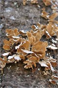03122011B_JonesGap_CeasarsHead_131