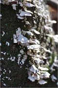 03122011B_JonesGap_CeasarsHead_136