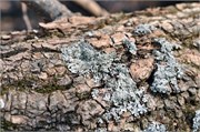 03122011B_JonesGap_CeasarsHead_148
