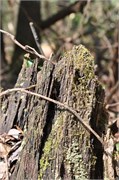 03122011B_JonesGap_CeasarsHead_173
