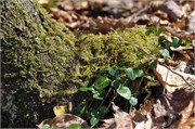 03122011B_JonesGap_CeasarsHead_174