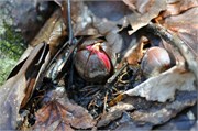 03122011B_JonesGap_CeasarsHead_204