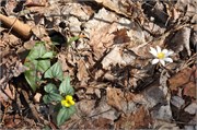03122011B_JonesGap_CeasarsHead_243