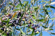 1061_Pylos_A