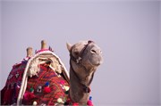 1296__Luxor_a