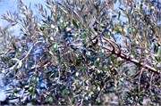 2120_JerusalemA
