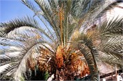 2177_JerusalemA