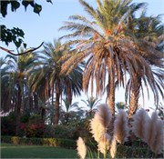 2586_Galilee_A