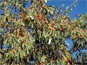 8784_Dikili_C