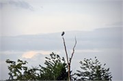 06032011_Danube_Braveria_a13
