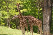 25414_Asheboro