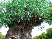 26120_Disney2012