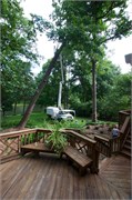 32798_Tree