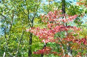 33317_Tallulah