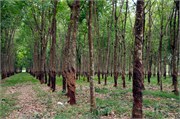 17450_RubberPlantationA