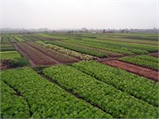 21264_HaLongST