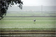 21291_HaLongST