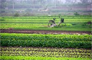 21312_HaLongST