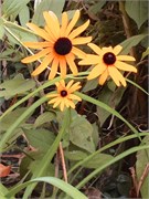 30091_Panthers
