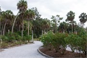 34236_Ringling