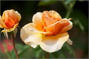 34239_Ringling