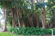 34241_Ringling