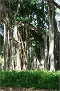 34242_Ringling