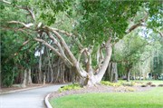 34266_Ringling