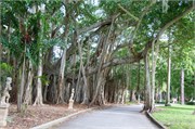 34268_Ringling